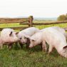 Read more about Your Guide to duBreton Pork