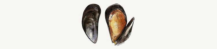 mussels