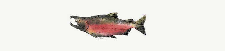 pacificsalmon